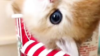 Kittycat