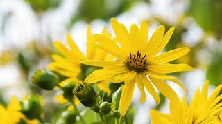 flower nature