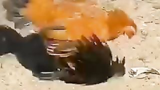 Crow and hen fight.  Very Funny so much funny.  ???? really funny joke.   سبسکرائب کرے پلیز۔