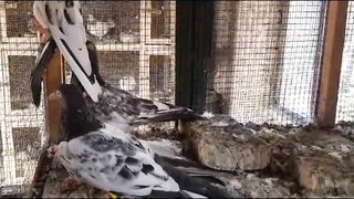 Shikray and tadeey chicks beautiful breeder pair