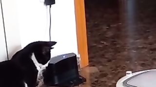 kisi misi pusi
