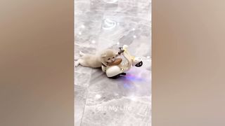 FUNNY CATS and DOGS  ANIMALS New Funniest Animals part ¹