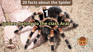 20 Facts about spider