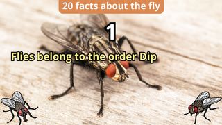 20 Facts about fly