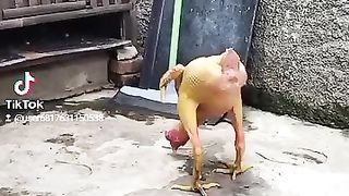 Ayam tanpa bulu gauys