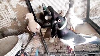 Crown fancy Pigeon beautiful breeder pair