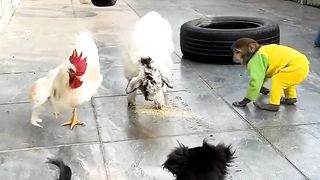 dog vz chicken vz monkey vz cat