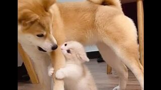 Отцепись-ненормальный-кот-Смешное-видео_426.