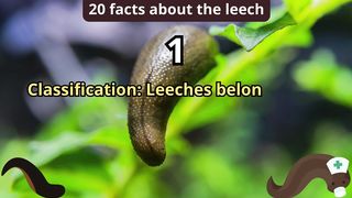 20 Facts about leech