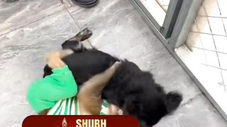 Monkey and dog are fighting again