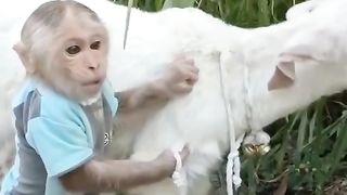monkeys are herding goats