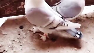 Beautiful pigeon fancy small noke lower flying