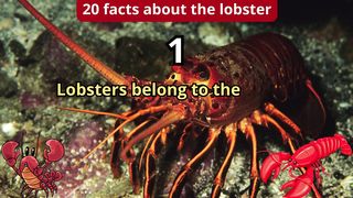 20 Facts about lobster