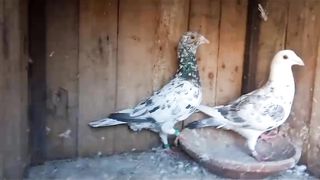 China beautiful breeder pair best flying pigeon