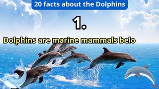 20 Facts about dolphin 2