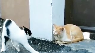 The Most Feared Orange Cat