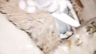 Sweet gray Fancy Pigeon beautiful breeder pair