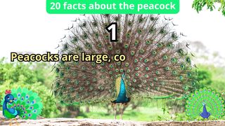 20 Facts about peacock