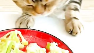 The Striped Cat wants to taste The Owner's Food