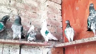 Beautiful pigeon breeder pair best flying parvaazi 2