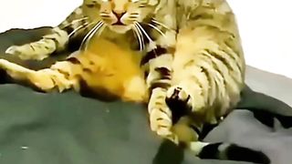 Cute Facial Expressions of Striped Cat