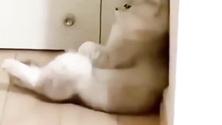 Anabul's dreamy Cat has been dumped By His Girlfriend