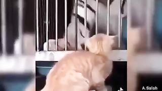The cat is king
