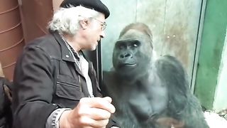 Funny Monkey Viral Video 89