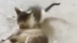 Brave Baby Cat catches Big Mouse