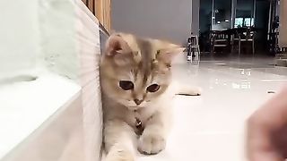 Kucing Pinter