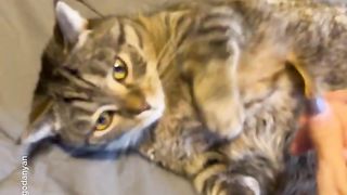 The sweetest cat pie