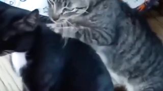 Black Male Cat being massaged by Female Striped Cat