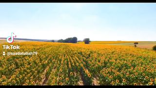 Zabrds video