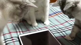In Millennial Times, Cats can even play Together