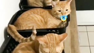 Cute Orange Cats Like a Baby