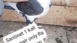 Pigeon for sale in Pakistan 6