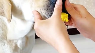 Funny Dog Viral Video 71