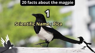 20 Facts about magpie