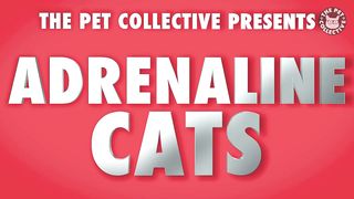 Adrenaline Cats | Funny Cat Video Compilation