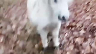 Horse Life Cute horse