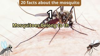 20 Facts about mosquito