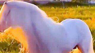 Pretty and lovely Horse #horse #fyp