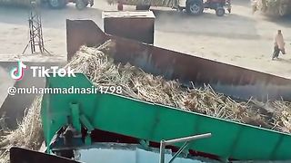 Shugar cane