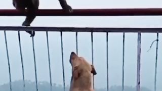 monkey vs dogs comedy video