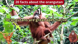 20 Facts about orangutan