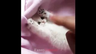 So many cute kittens videos compilation 2023 2