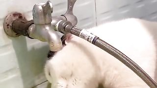 Funny Cat Viral Video 87