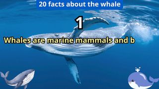 20 Facts about whale