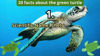 20 Facts about green turtle