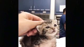 Funny Cats
